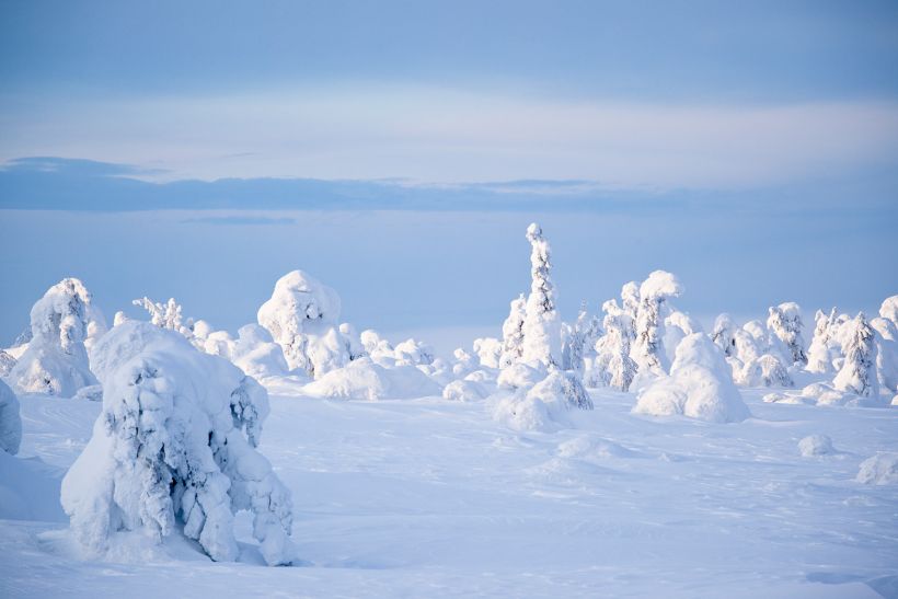 Snow-capped trees | lapin elokuvakomissio