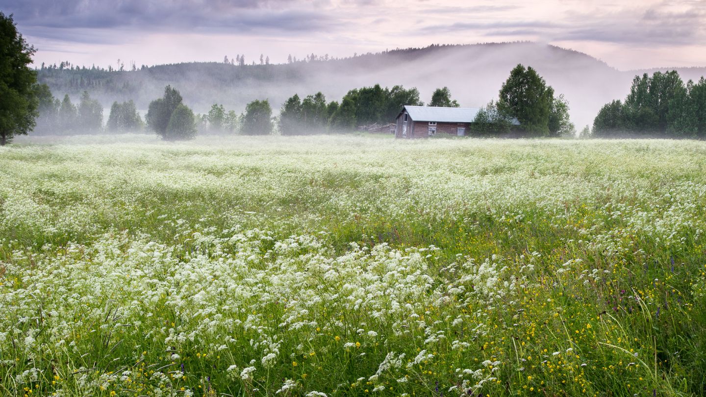 Summer field in Aavasaksa - Ylitornio, Finland
