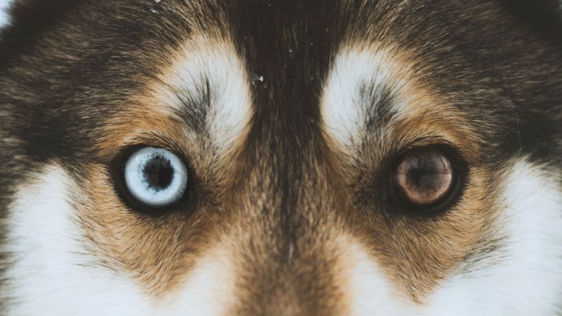 Husky in Salla Finland