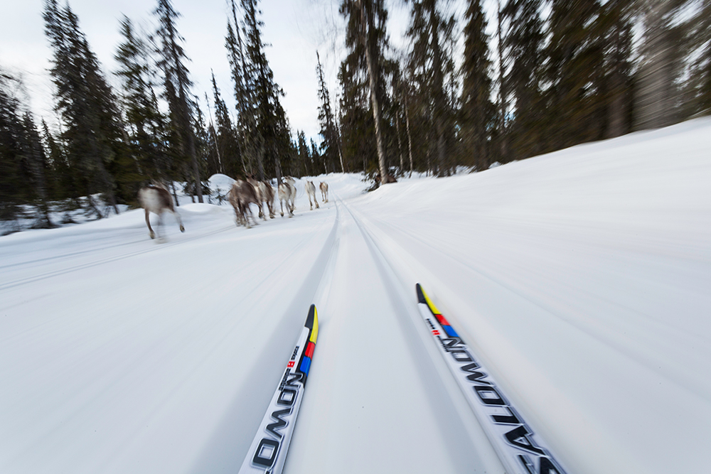 cross country skiing behind a herd of reindeer