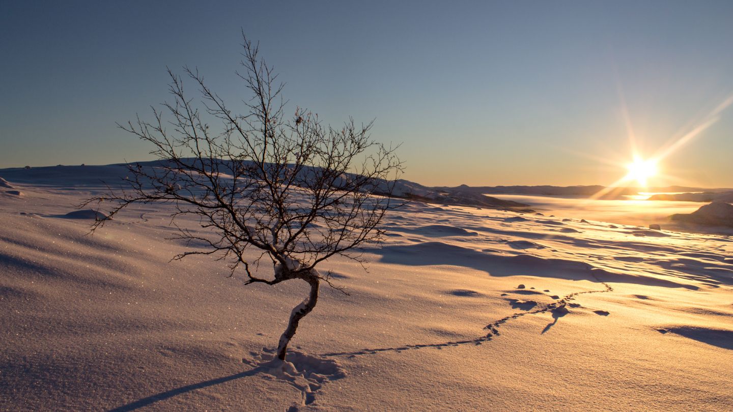 Winter sunshine, Kilpisjärvi, Enontekiö, Finland