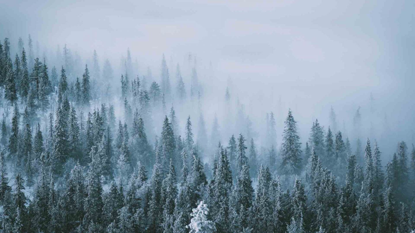 A snowy forest on a hillside in Muonio, Lapland