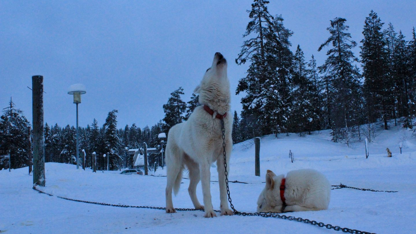 Jarko Kallioinen sesonkityö Lapissa huskyt