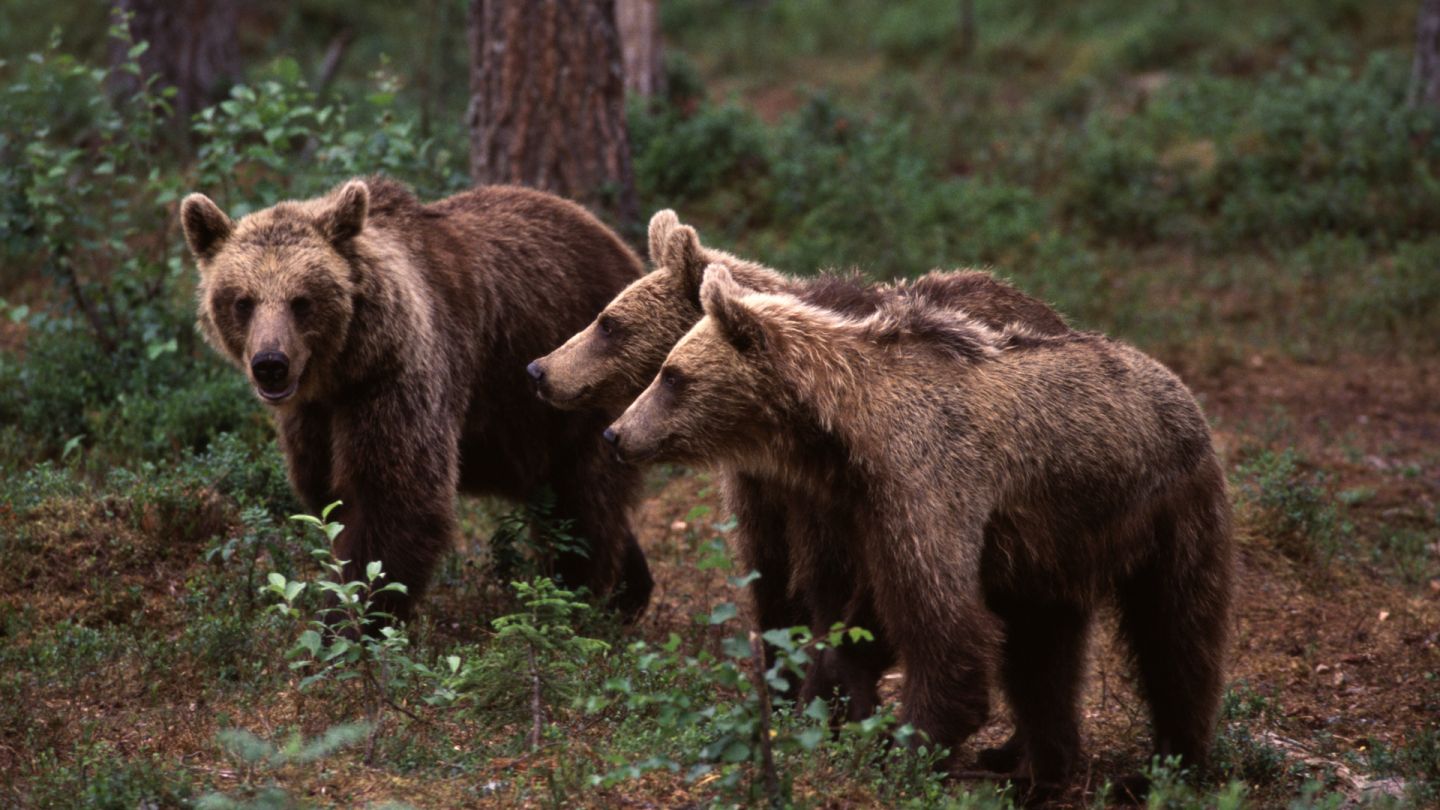 brown bears in Ruka, Lapland, Finland