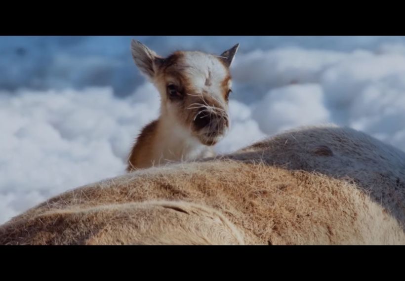 A Reindeer's Journey, filmed in Finnish Lapland