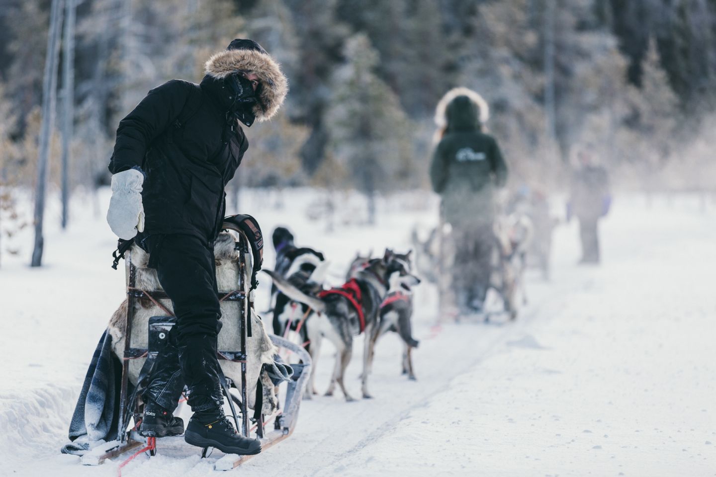 Husky safari in Levi, Finland