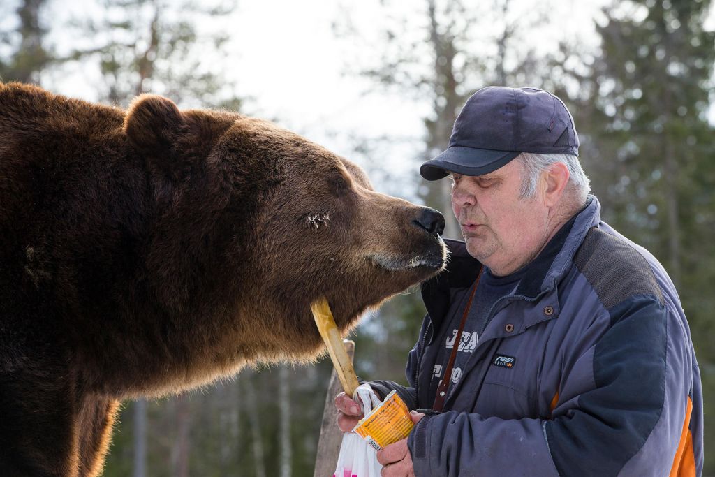 Sulo Karjalainen and his bear, Jussi