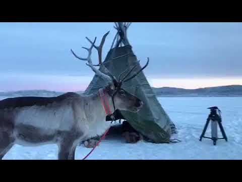 Reindeer with a tipi