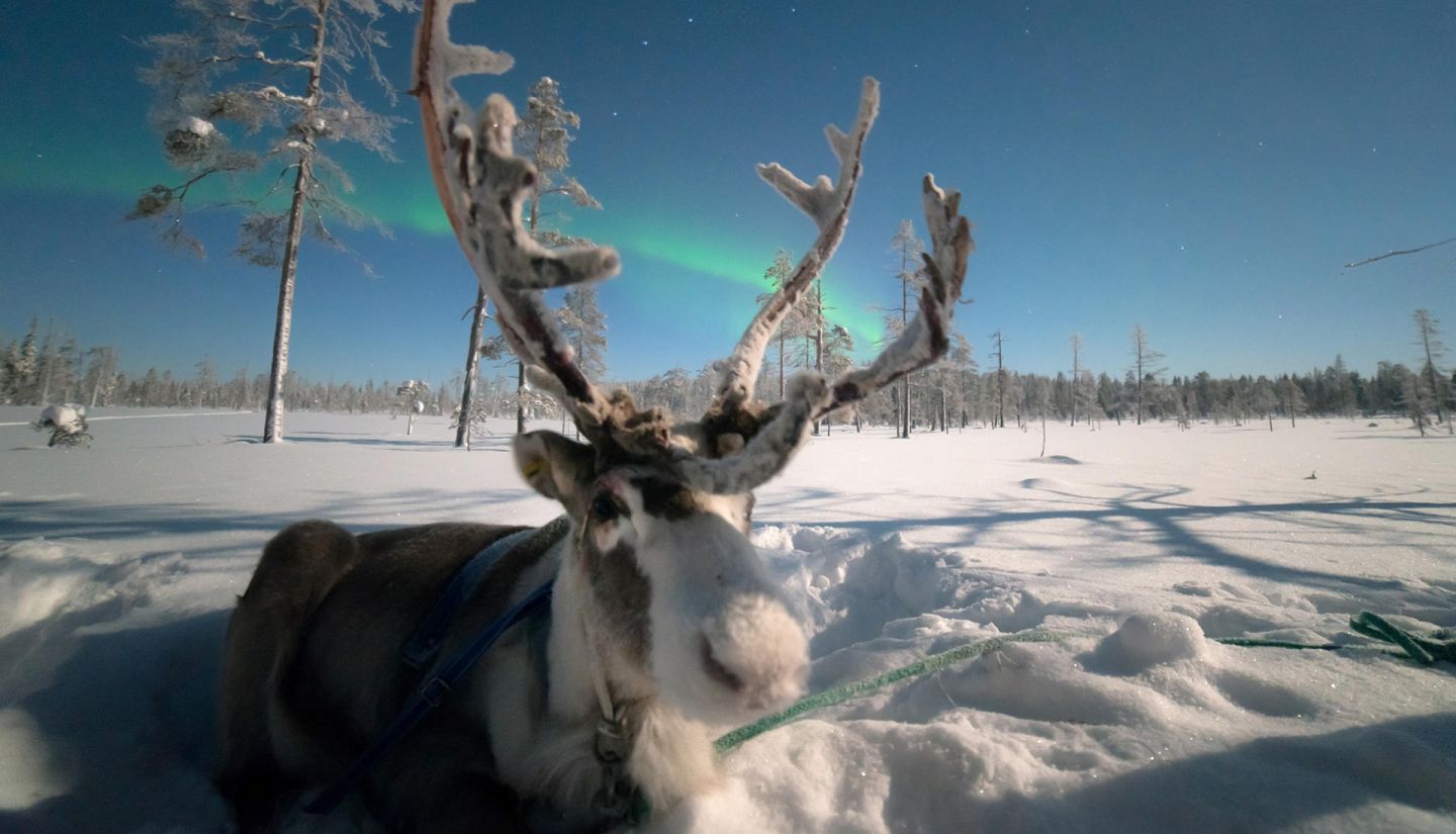 Reindeer enjoying the Northern Lights in Salla, Lapland in winter