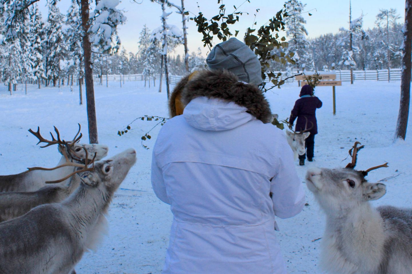 Curious customer and curious reindeer at the farm in Salla, Lapland