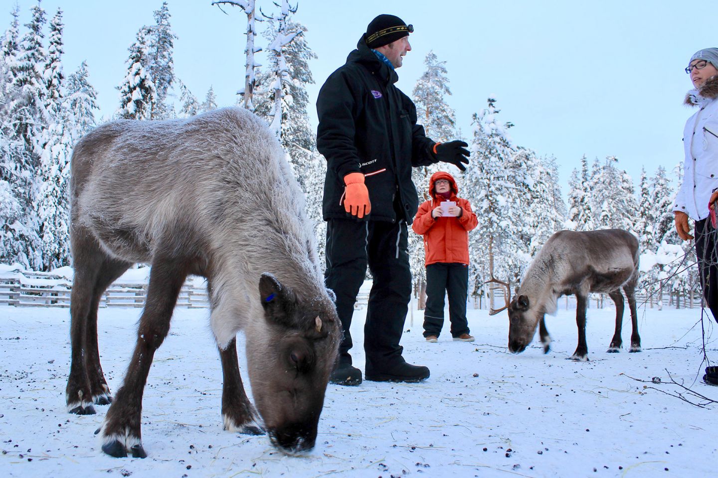 Jarko explains about reindeer at the farm in Salla, Lapland