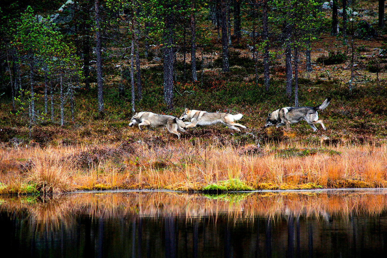 Production A Reindeer's Journey filming in autumn in Finnish Lapland