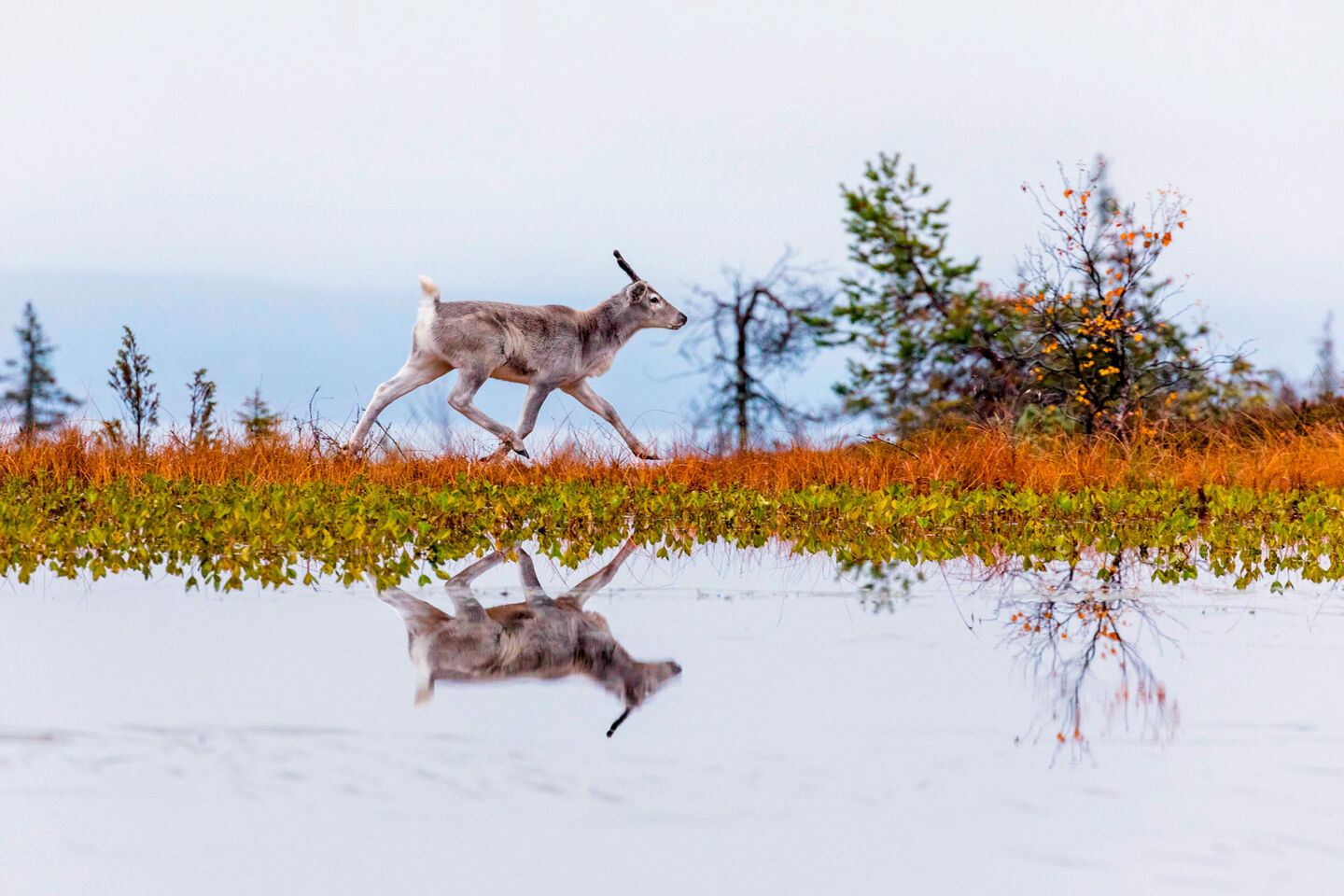 Production A Reindeer's Journey filming in autumn in Finnish Lapland