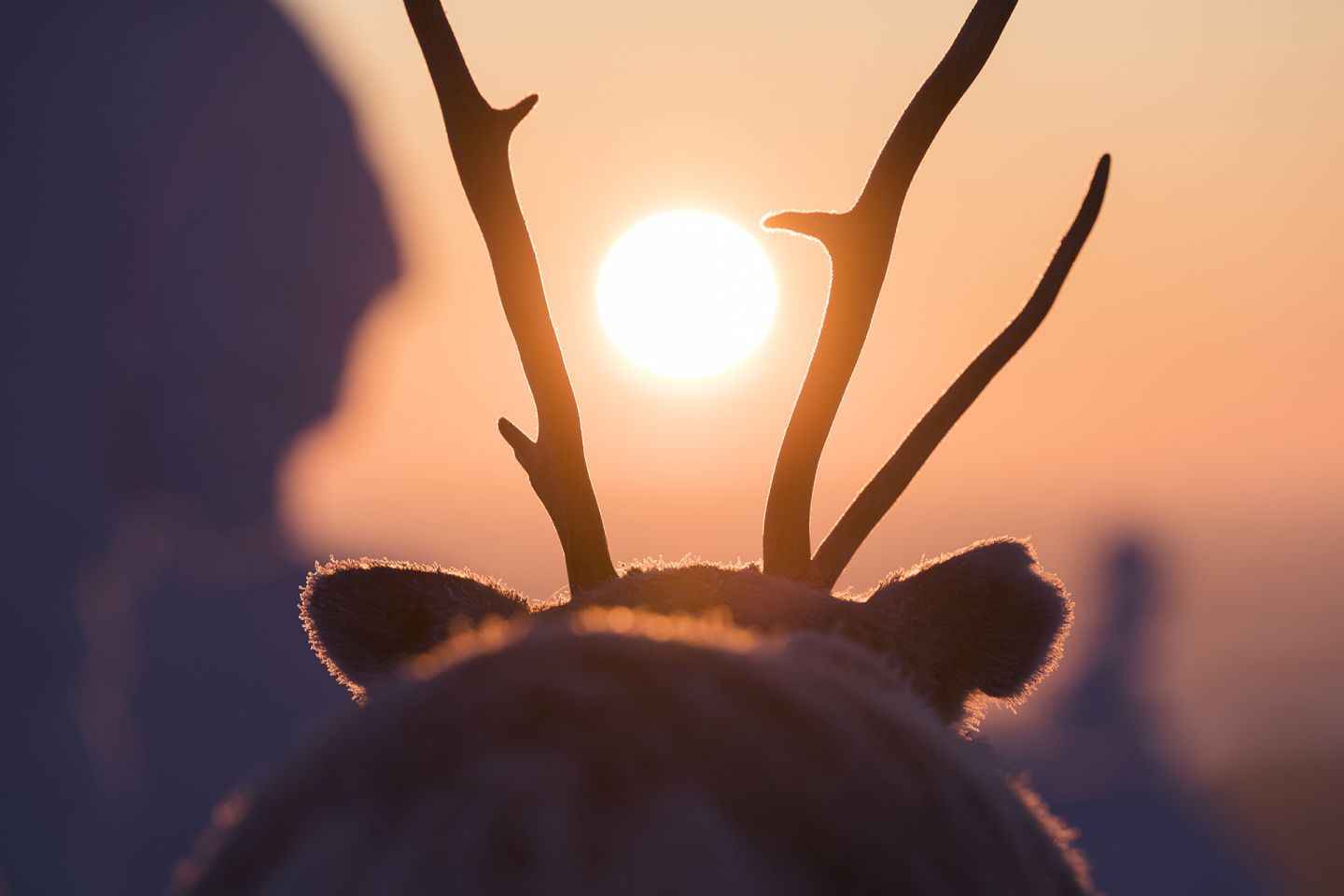 The sun between a reindeer's antlers, during production of A Reindeer's Journey in Lapland