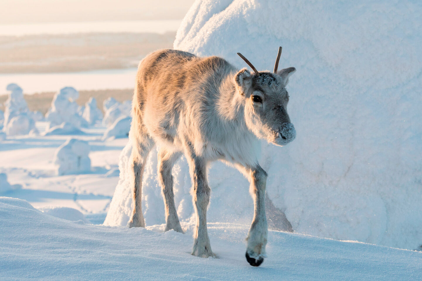 Production A Reindeer's Journey filming in winter in Finnish Lapland