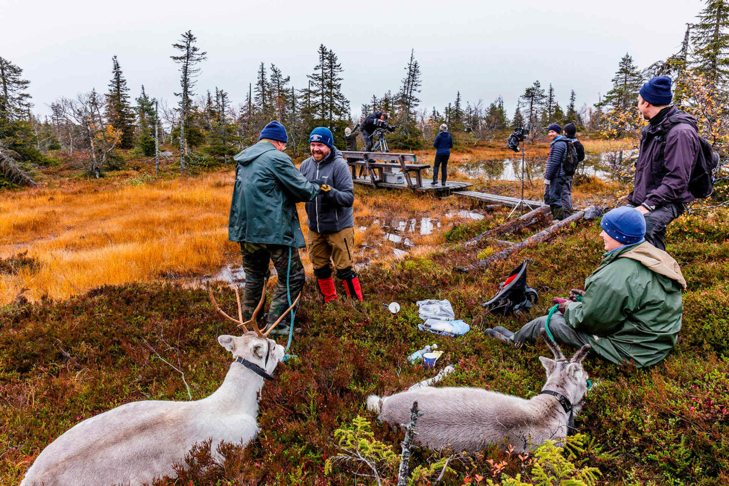 Production A Reindeer's Journey filming in autumn in Finnish Lapland