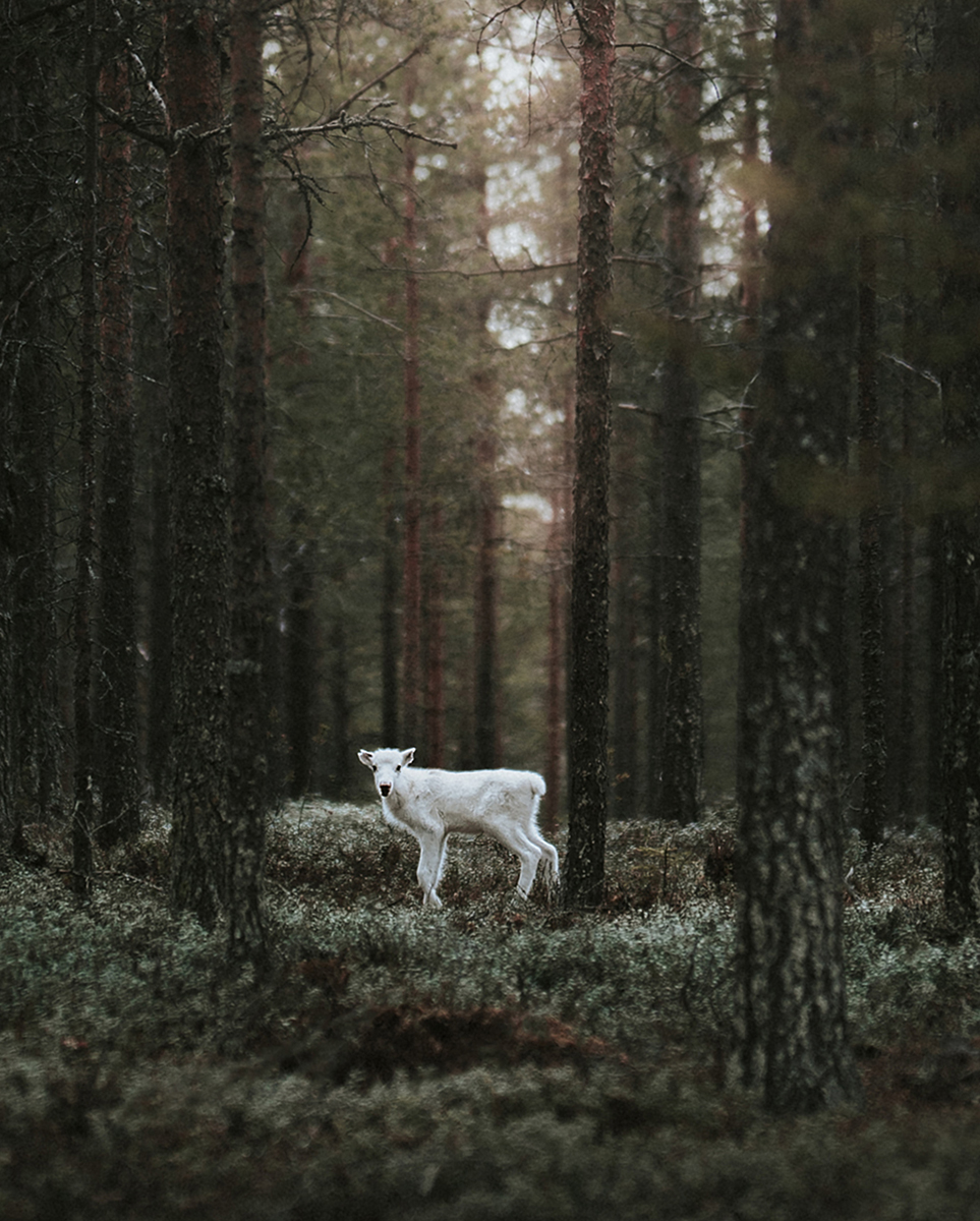 White reindeer in the forest, by arctic nature photographer Sanni Vierelä