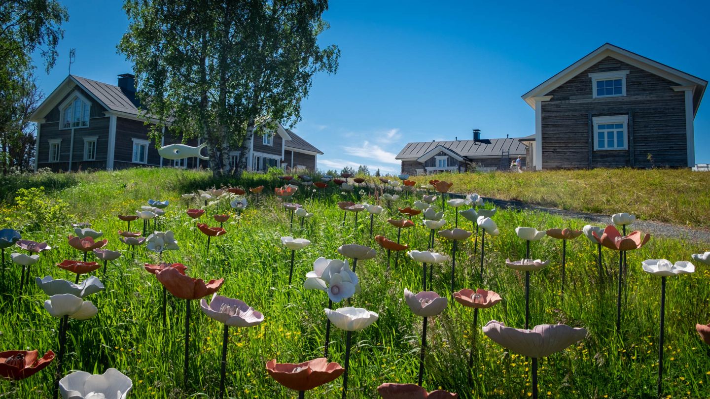 Anu Pentikin kukat Pentik Kartanon pihamaalla