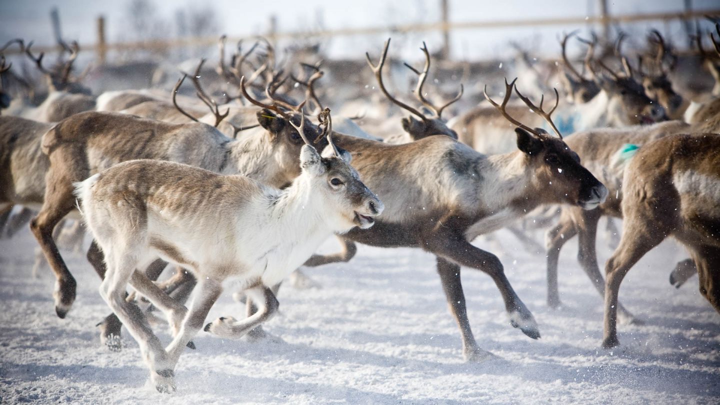 Pack of reindeers running