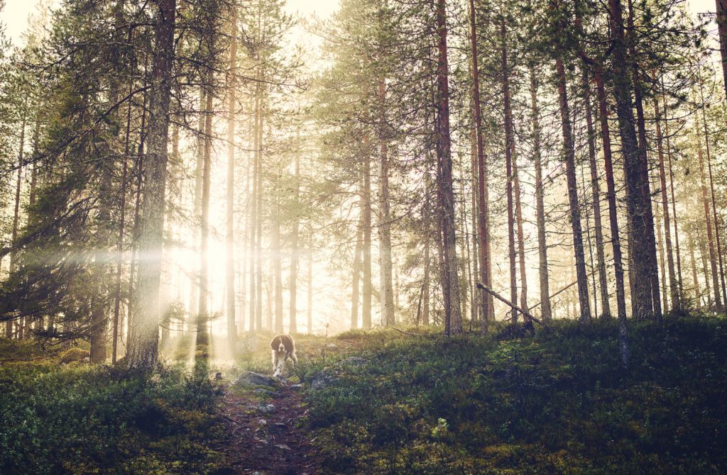 Summer light in Finland, by landscape photographer, Mark Roberts