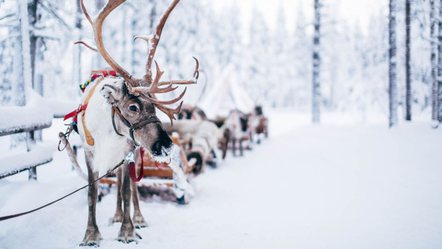 Reindeer rides! Just one of the many reasons to work in Lapland in the winter