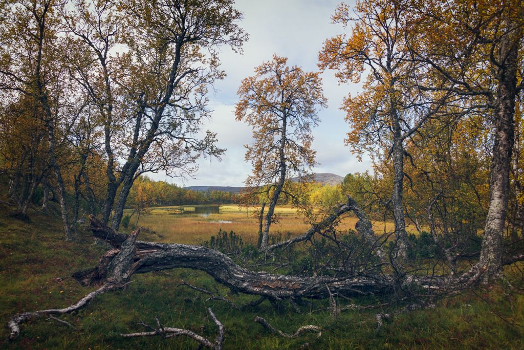 Foliage in Finland, by landscape photographer, Mark Roberts