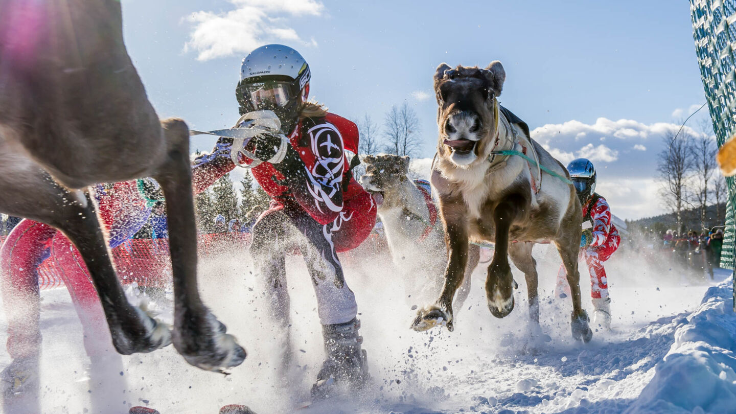Reindeer races through the city, just one of the many reasons to work in Lapland in the winter