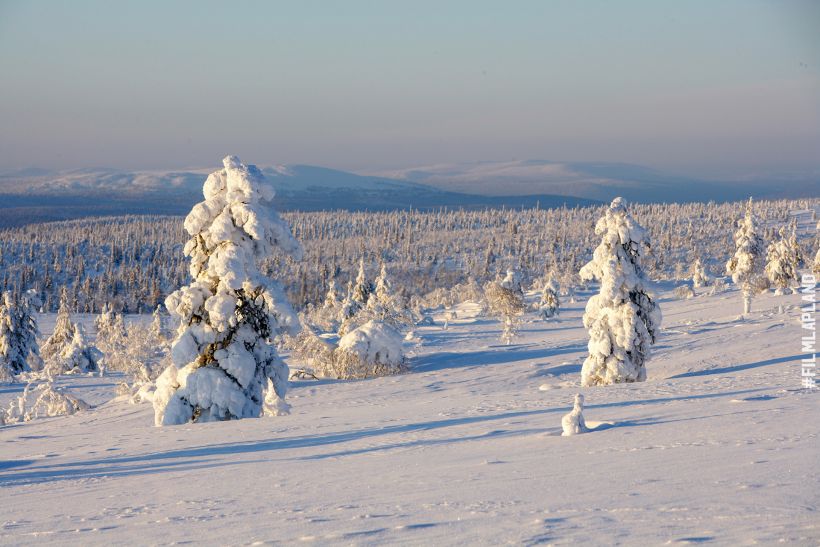 Snow-crowned trees on a hillside in Inari, Finland