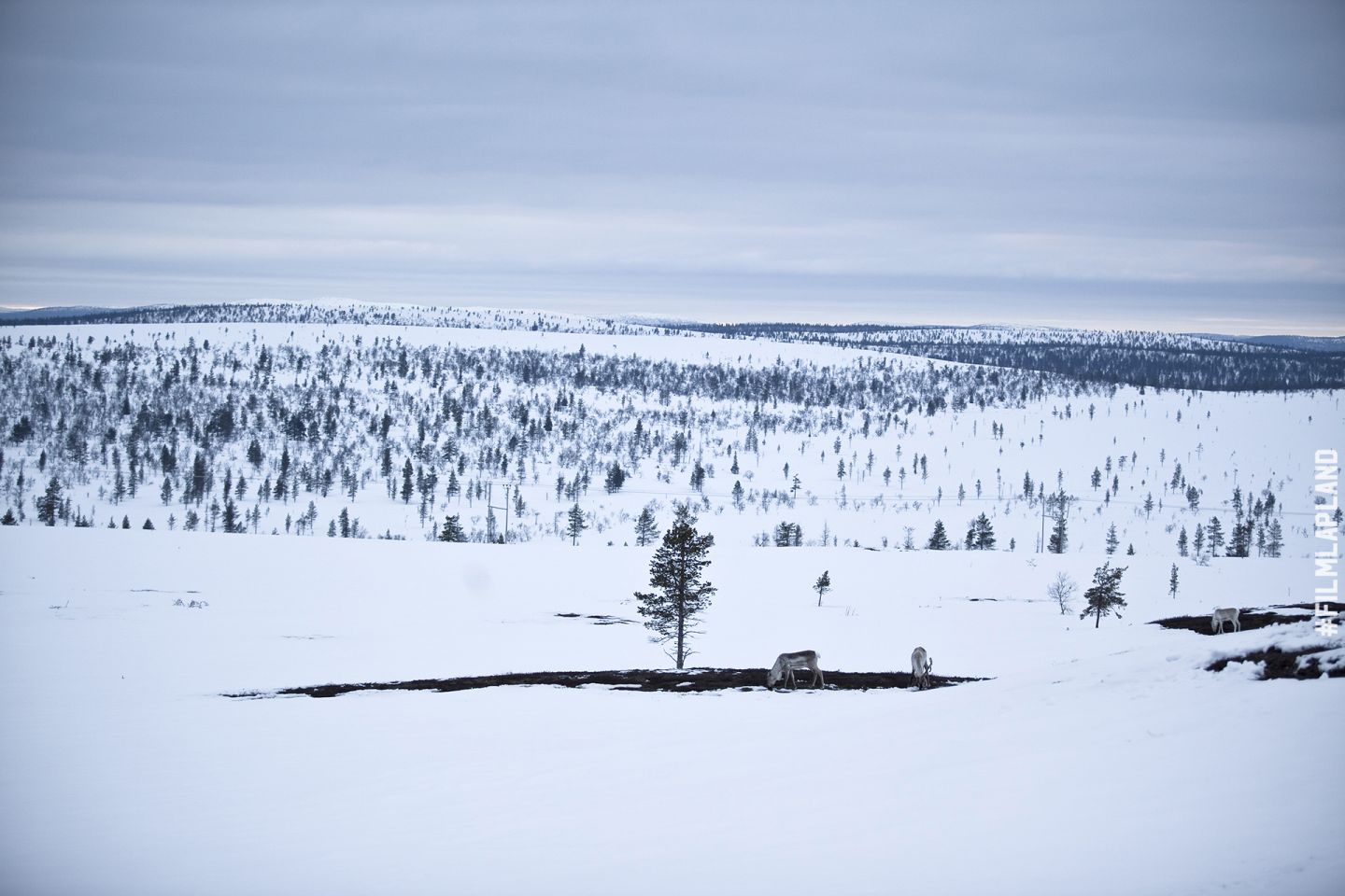 Reindeer eating in an oasis of green among the white snowy field in Inari, Finland