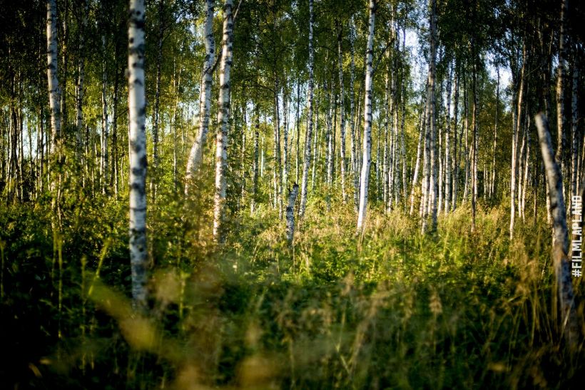 Sunlight filtering through birch trees in Sodankylä, Finland