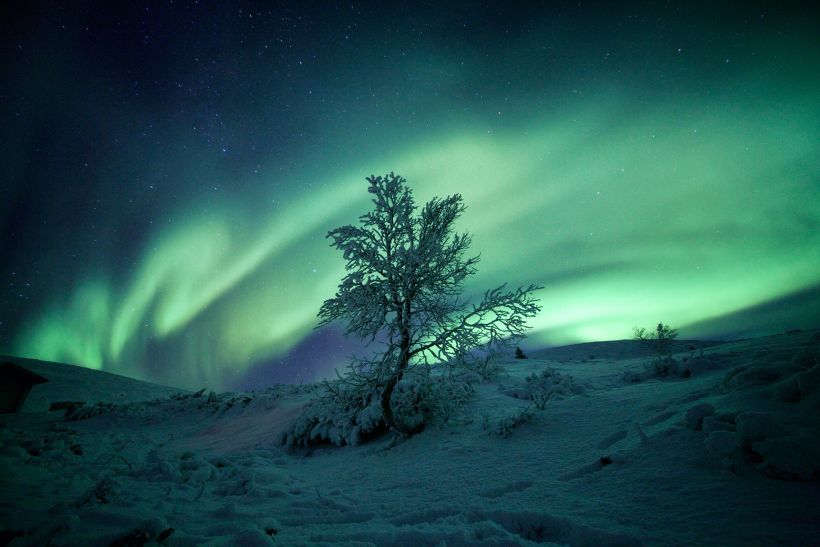 Northern Lights over a tree in Pallas, Finland