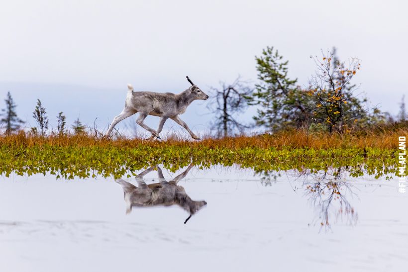 Reflection of reindeer in lake in Posio, Finland in autumn