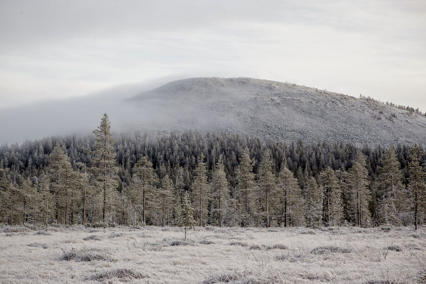 Mist over a frosted arctic forest in Kolari, Lapland