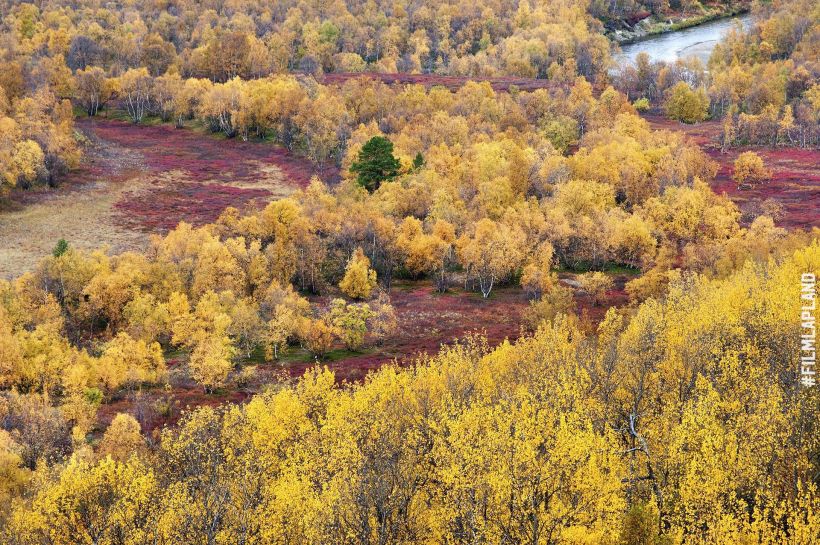 Forests of Utsjoki, Finland in autumn