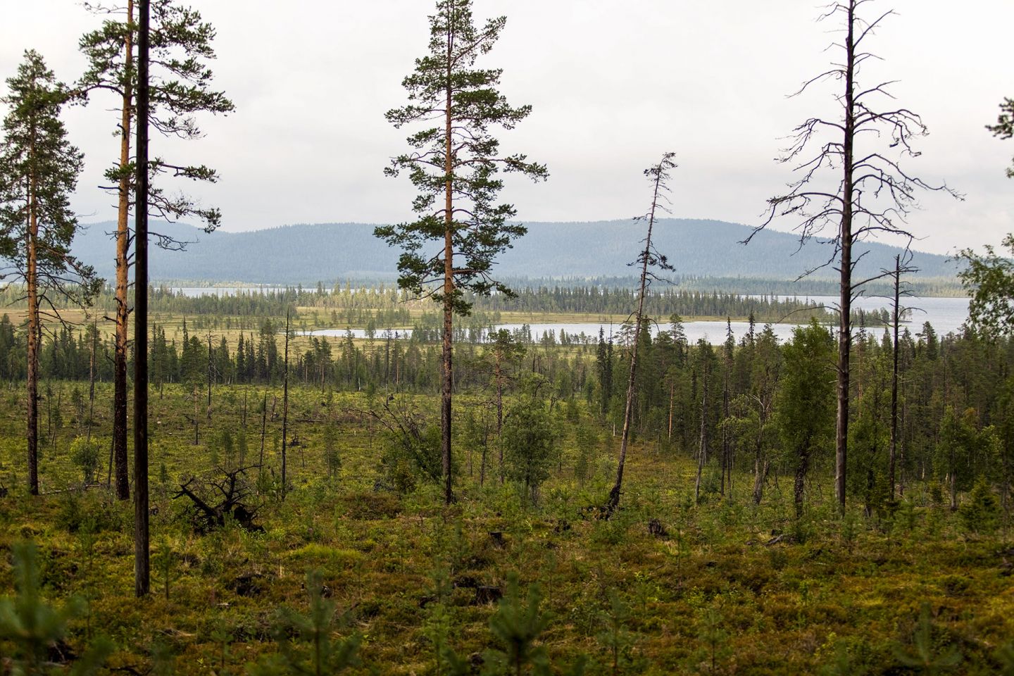 Arctic forest in Muonio Lapland