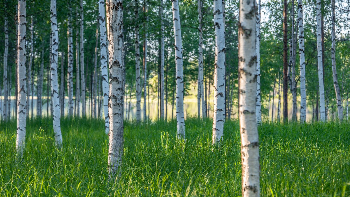 summer forest birch