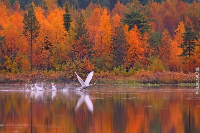Swans flying over a lake in Kittilä, Finland in autumn