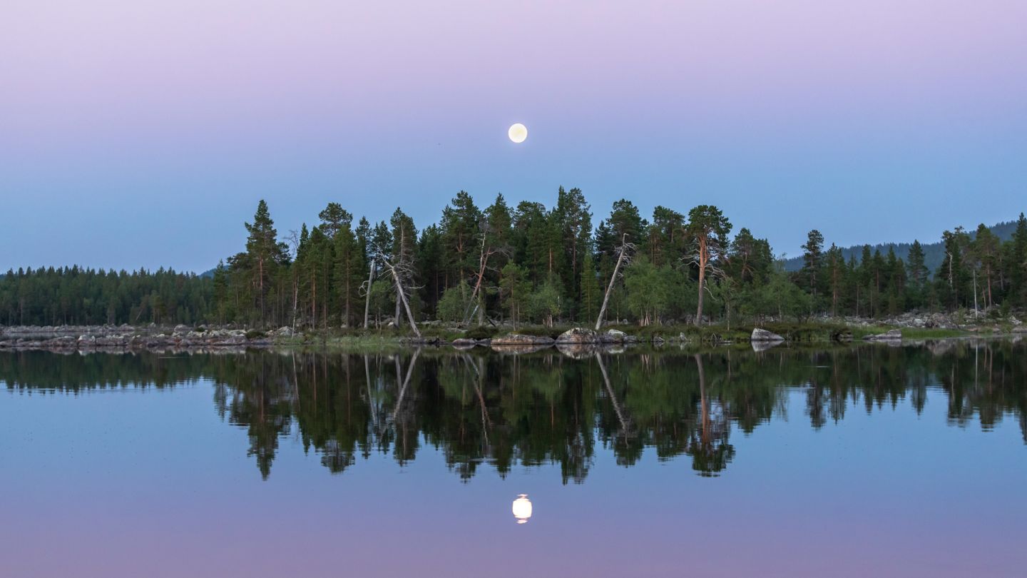 still lake in summer