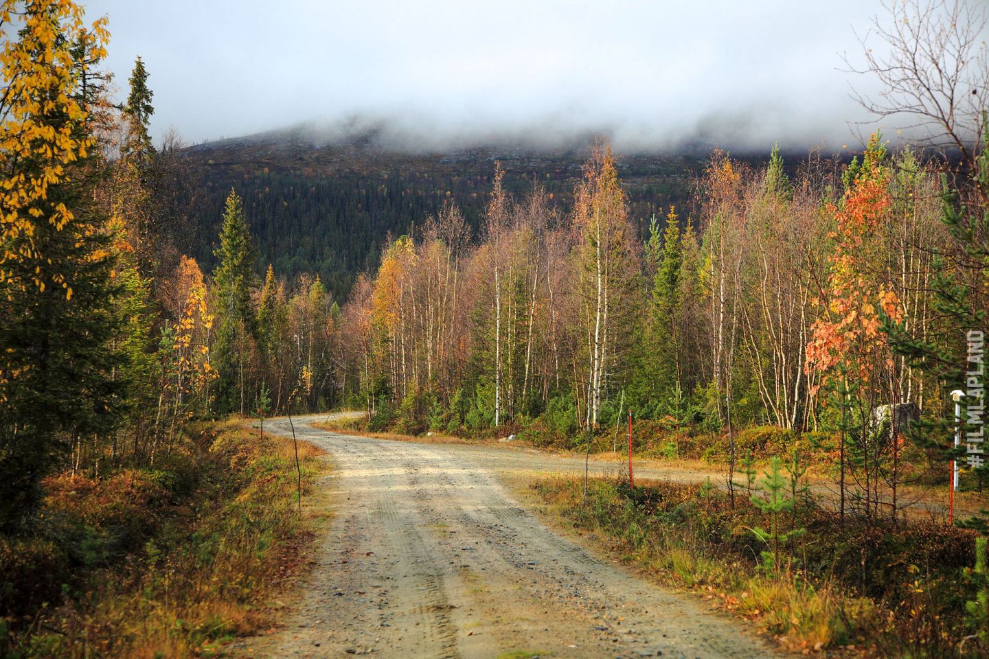 forest road in Enontekiö, Finland in autumn