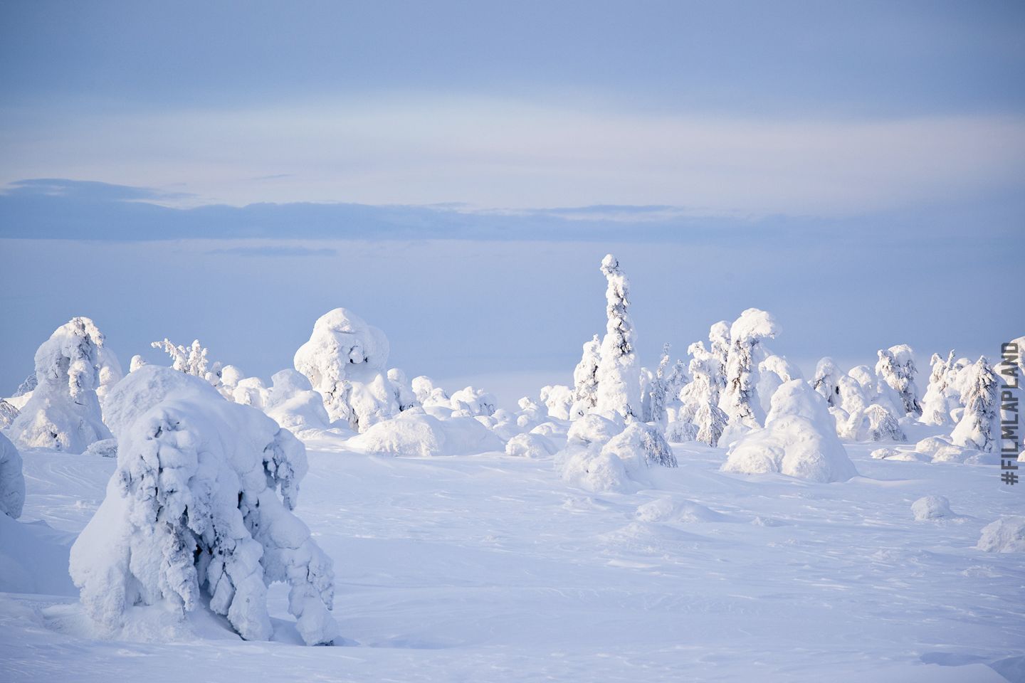 Heavy snow cover on trees in Luosto, Sodankylä, Finland