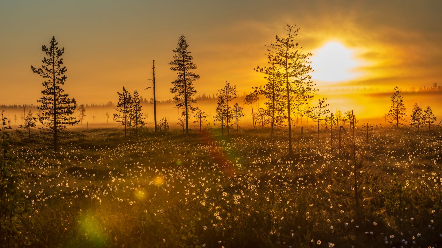 Sunset at Ranua bog