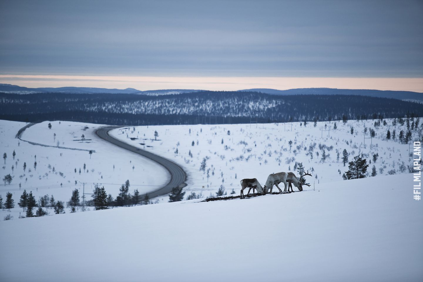 Reindeer beside a snowy Arctic road in Inari, Finland