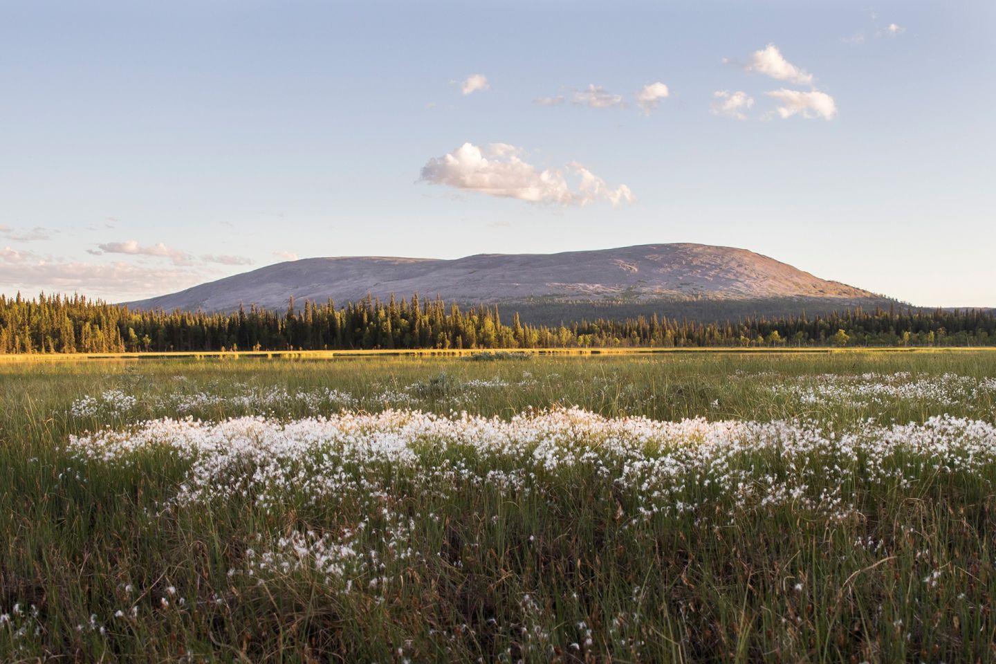 Fell Pallas in summer