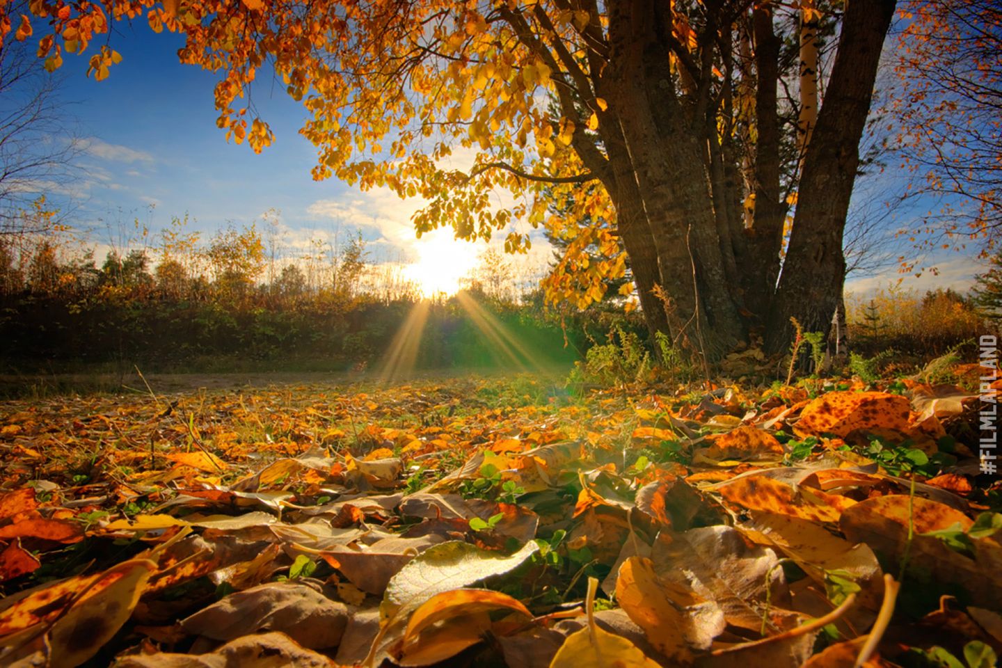 Autumn Colors Film Lapland