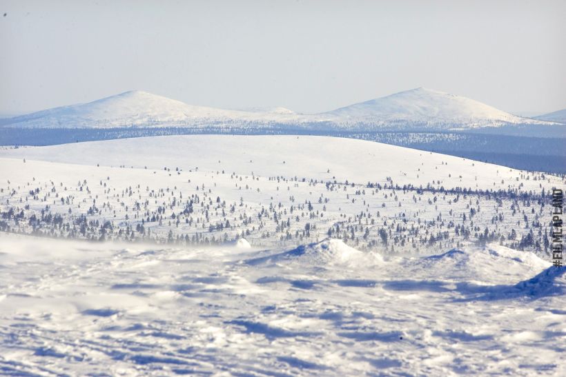 Arctic forest under a thick coat of snow in Inari, Finland