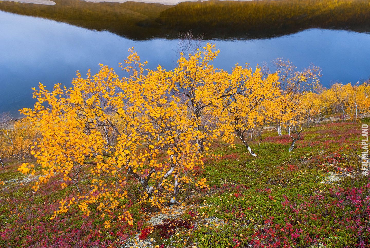 Dwarf birches in Utsjoki, Finland in autumn