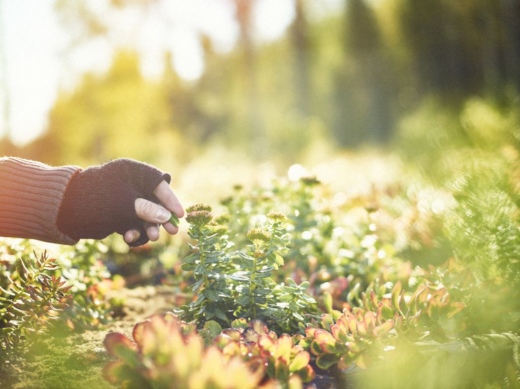 Lapland wild food | Petri Teppo photographer of the month