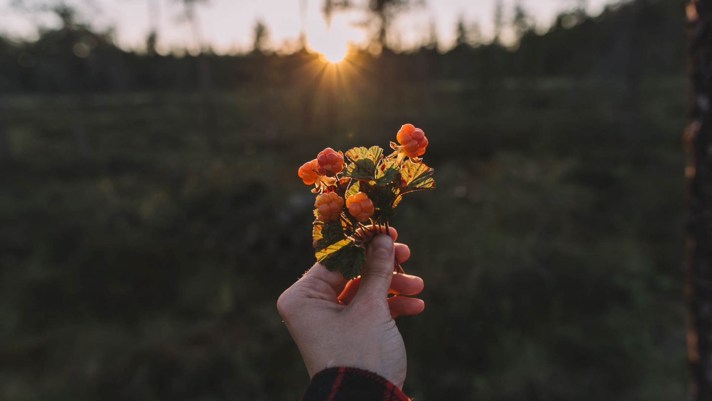 Hilloja pomijan kädessä