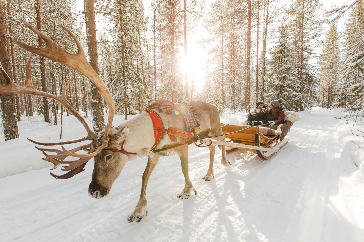 Spring sun and reindeer pulling sleigh in Rovaniemi, Finland