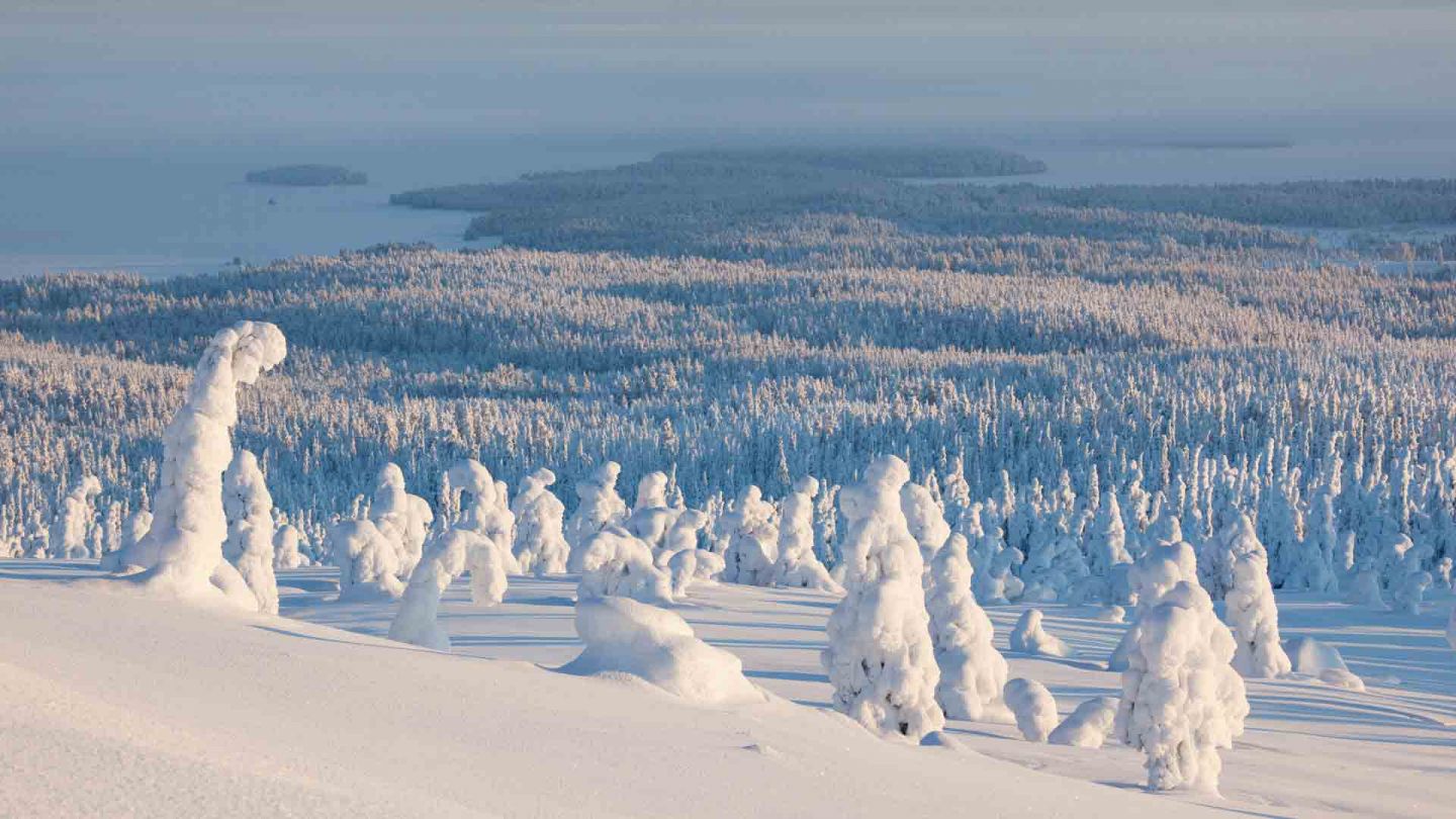 Snow-covered trees in Riisitunturi, Posio, Lapland